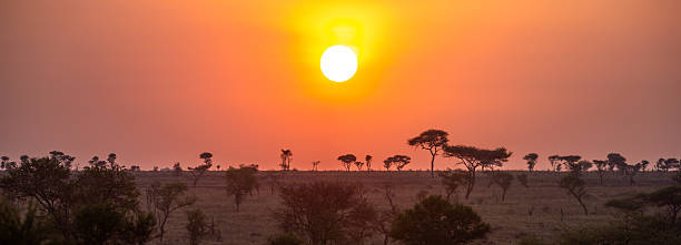 Image of a pride of lions resting in the African Serengeti savanna